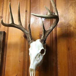 Whitetail Skull Mount